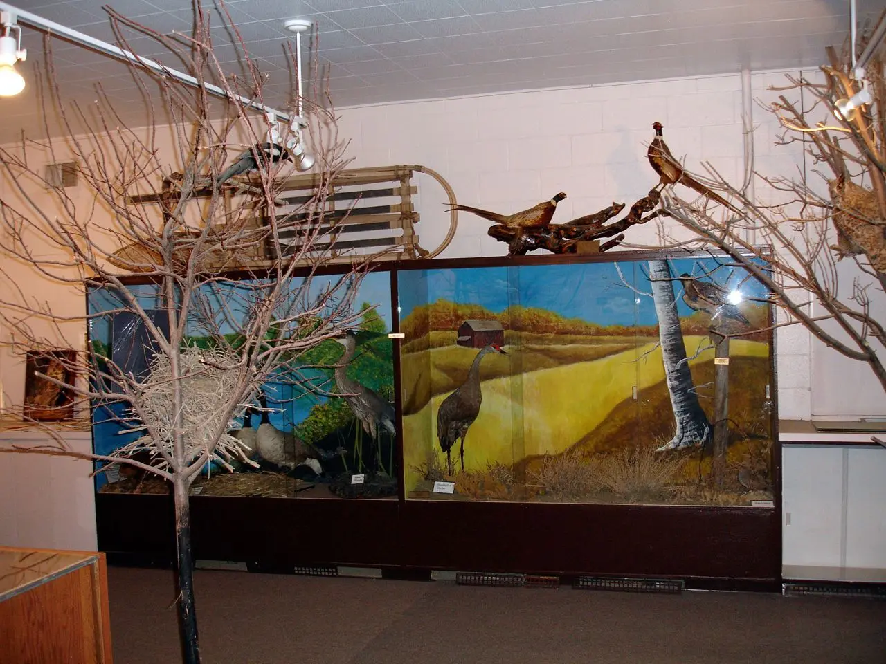 Wildlife diorama at the local museum